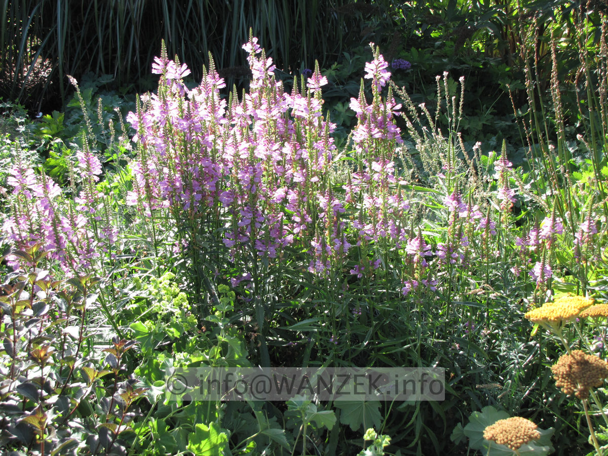Physostegia virginiana Vivid.JPG